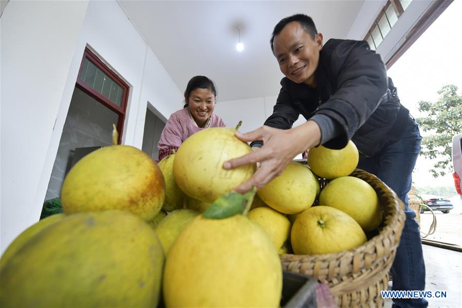 Pomelos usher in harvest season in Guizhou's Zunyi China Minutes