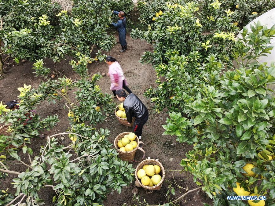 Pomelos usher in harvest season in Guizhou's Zunyi China Minutes