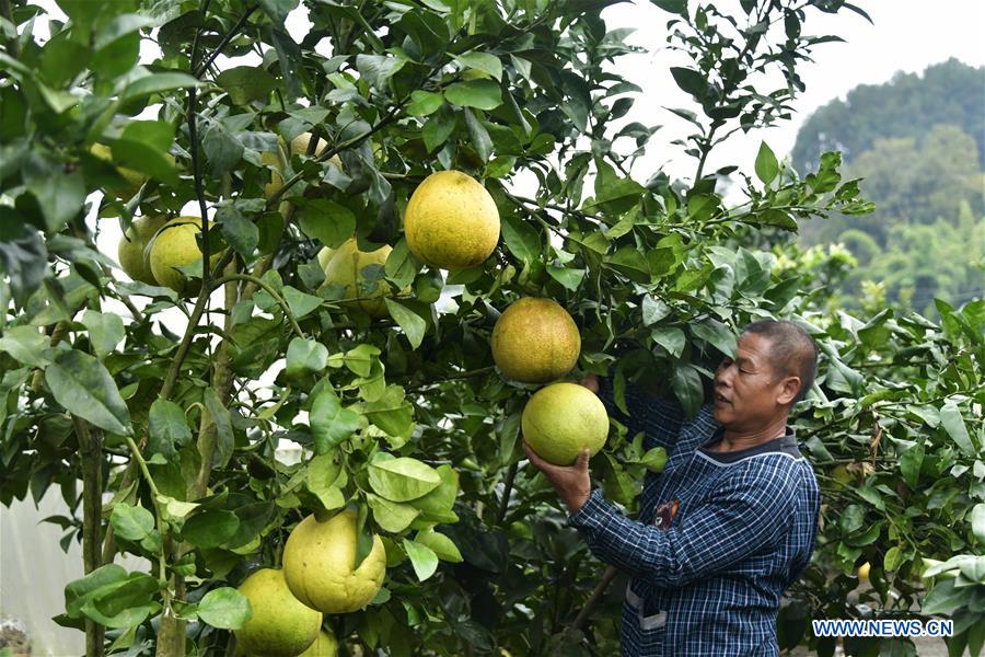 Pomelos usher in harvest season in Guizhou's Zunyi China Minutes