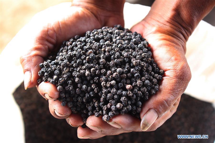 Spotlight Cambodian official says 3rd CIIE shows China's commitment to