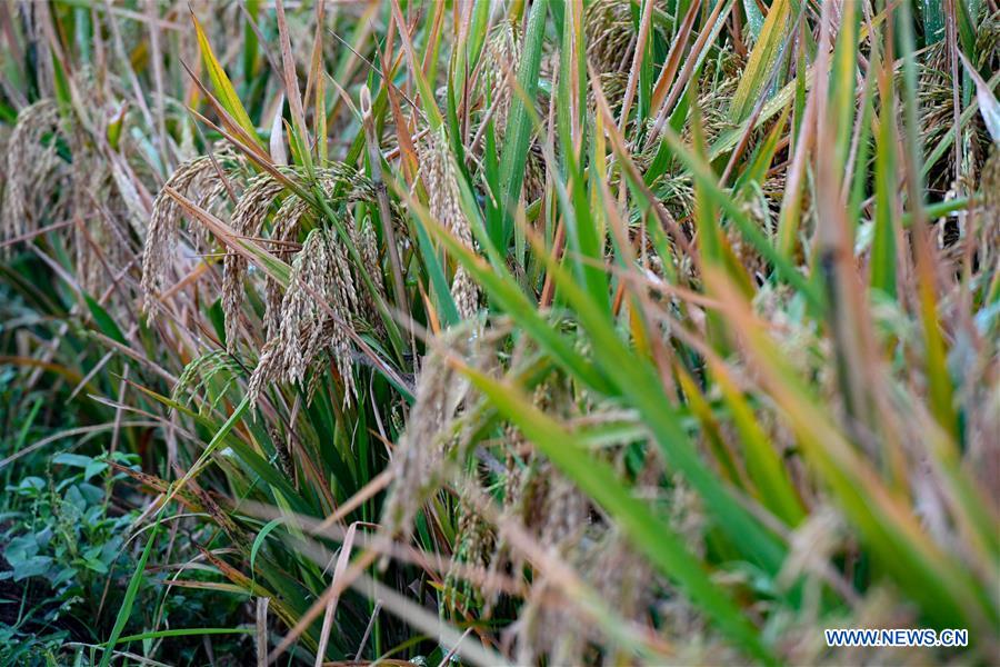 CHINA-HUNAN-HENGYANG-YUAN LONGPING-THIRD-GENERATION HYBRID RICE (CN)