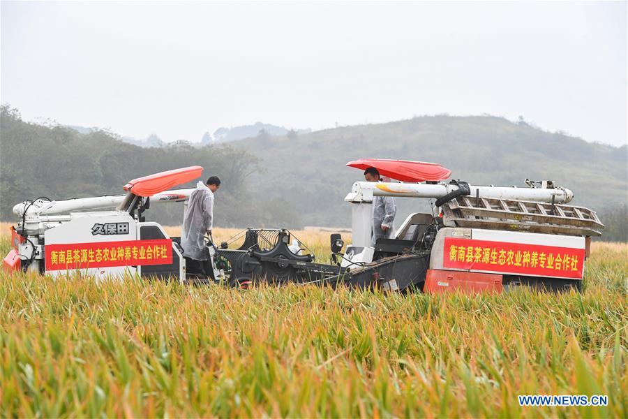 CHINA-HUNAN-HENGYANG-YUAN LONGPING-THIRD-GENERATION HYBRID RICE (CN)