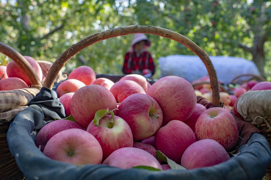 Discover China Apples sweeten life in Xinjiang Xinhua English.news.cn