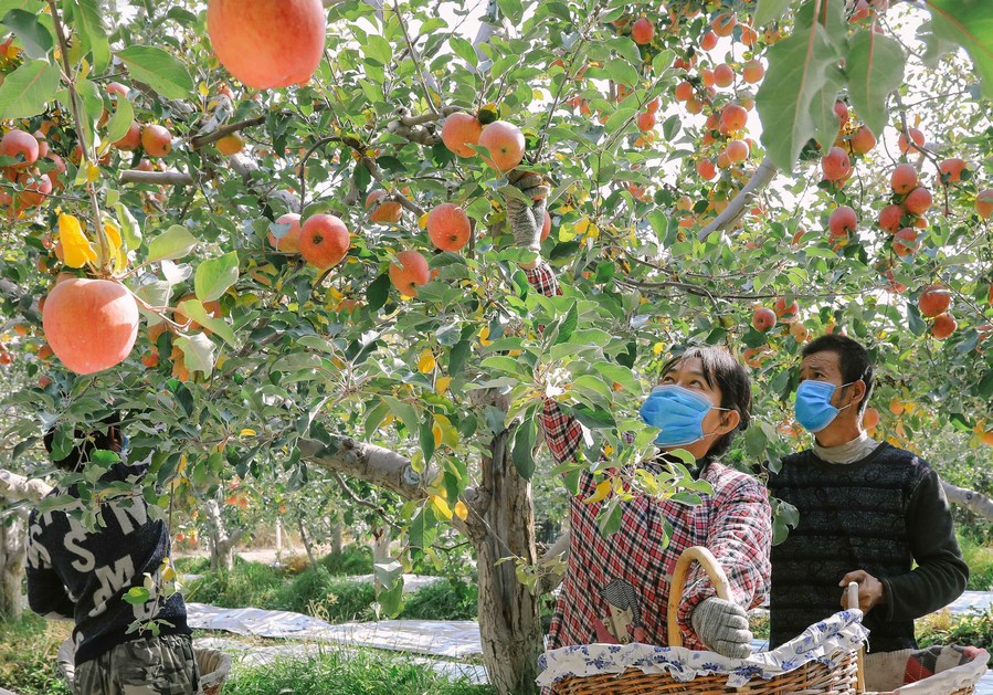Discover China Apples sweeten life in Xinjiang Xinhua English.news.cn