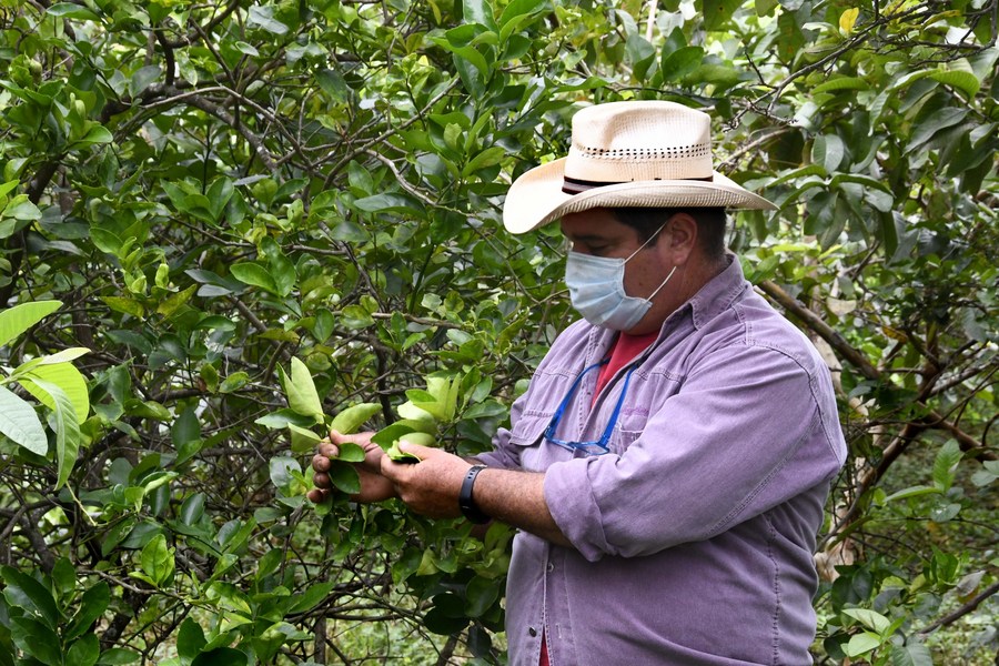Feature Cuban Farmers Start To Export Products Overseas Eyeing