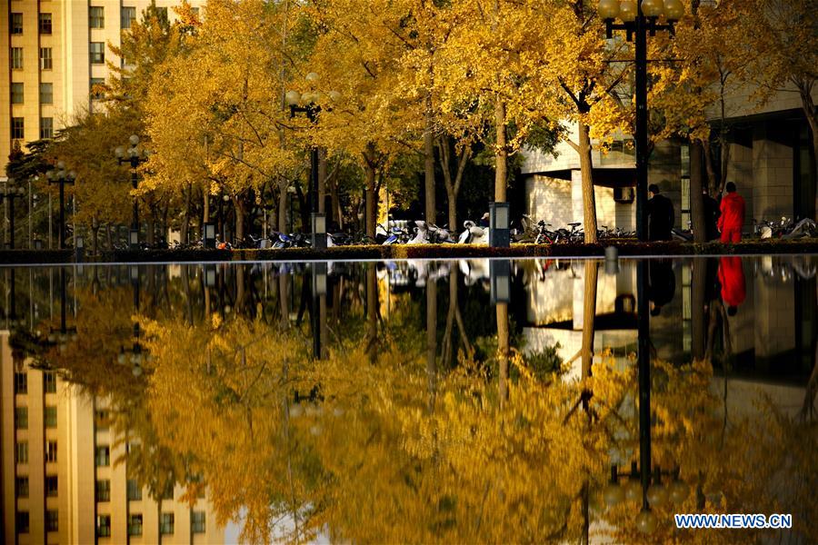 autumn-scenery-at-campus-of-tsinghua-university-in-beijing-xinhua