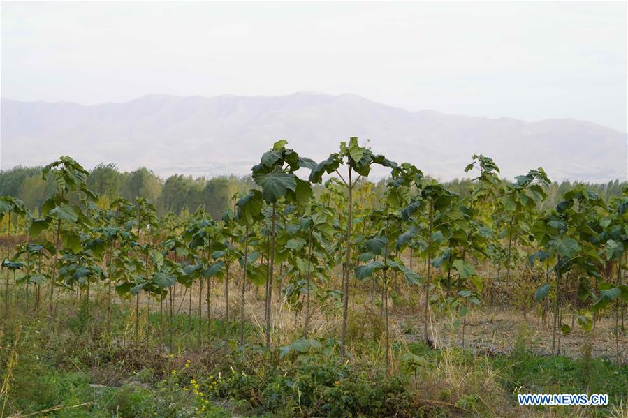 UZBEKISTAN-SAMARKAND-POVERTY RELIEF-PAULOWNIA TREES