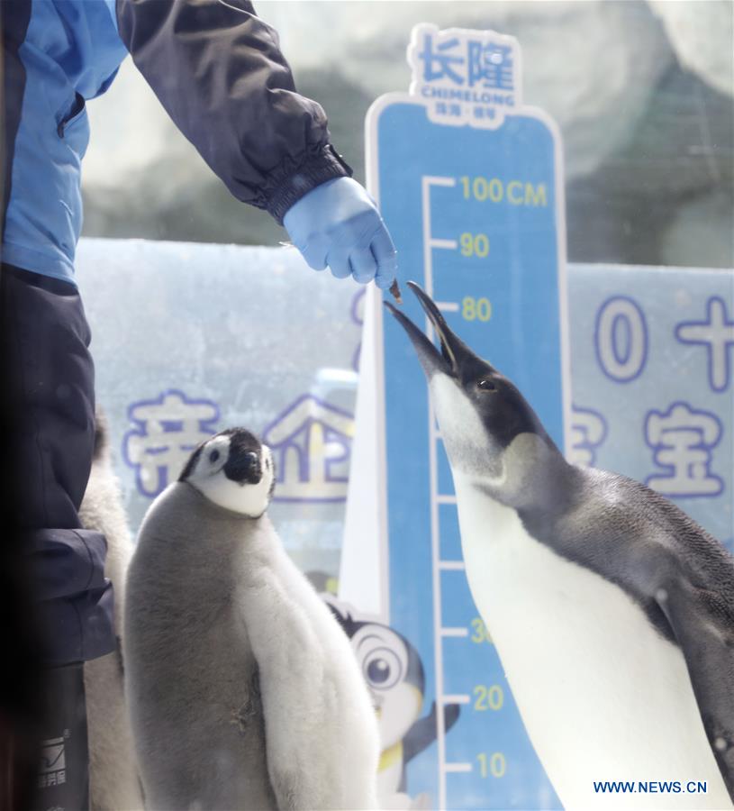 CHINA-GUANGDONG-ZHUHAI-EMPEROR PENGUINS-BABY-DEBUT (CN)