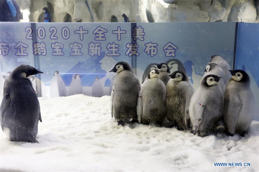 CHINA-GUANGDONG-ZHUHAI-EMPEROR PENGUINS-BABY-DEBUT (CN)
