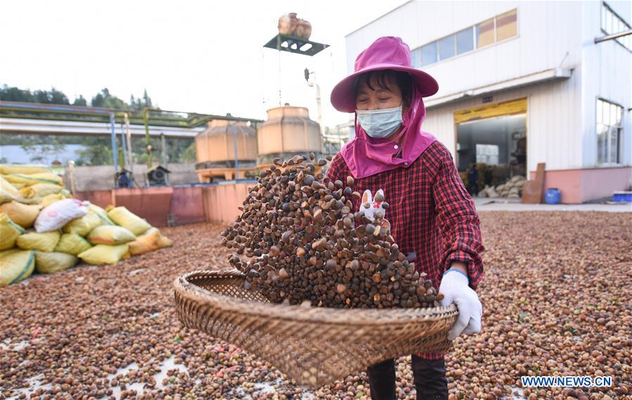 #CHINA-GUIZHOU-TONGREN-OIL-TEA CAMELLIA FRUITS-HARVEST (CN)