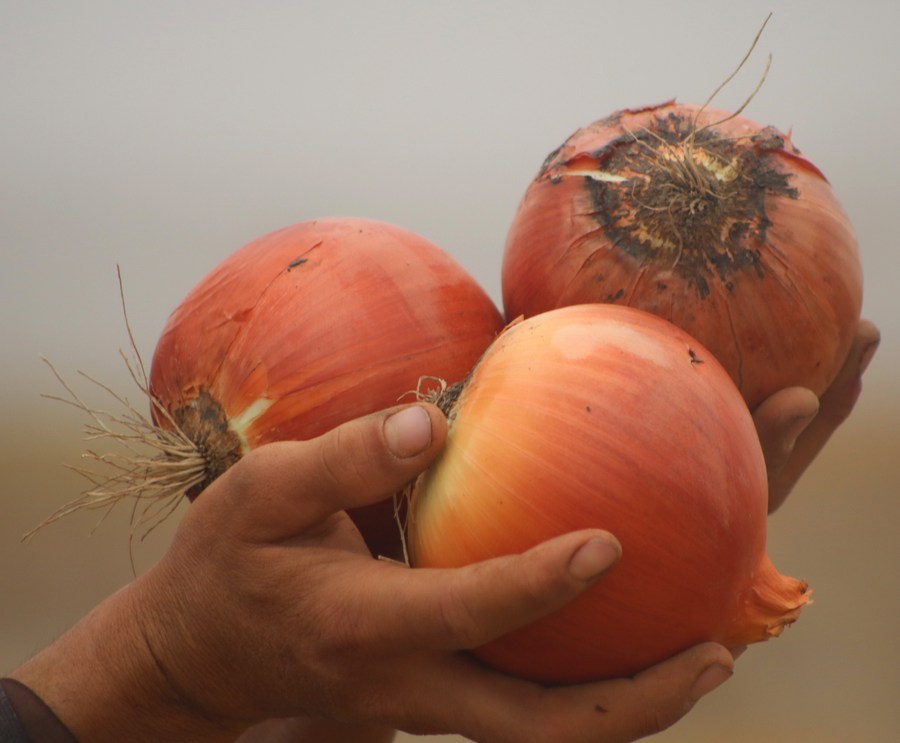 Asia Album Harvest season of onions in Afghanistan Xinhua English