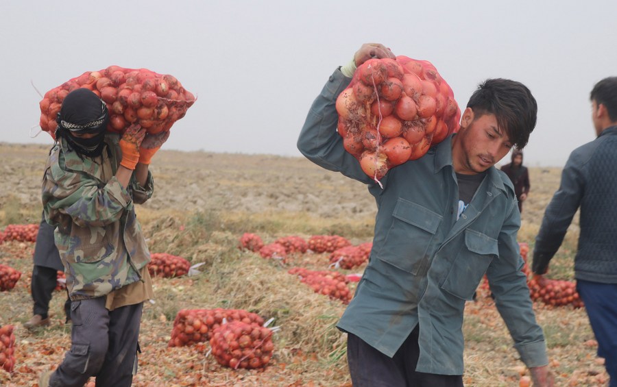 Asia Album Harvest season of onions in Afghanistan Xinhua English