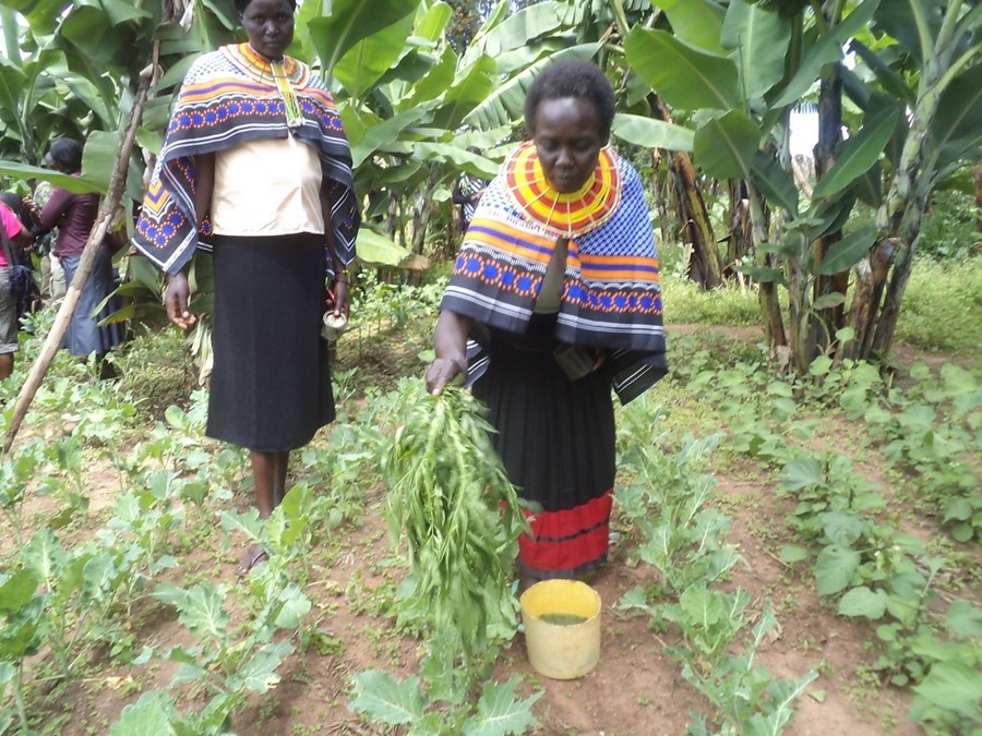 Kenyan herbs exports to increase in 2020 amid COVID19 pandemic