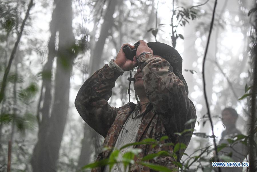 In pics gibbon survey in Hainan Xinhua English.news.cn