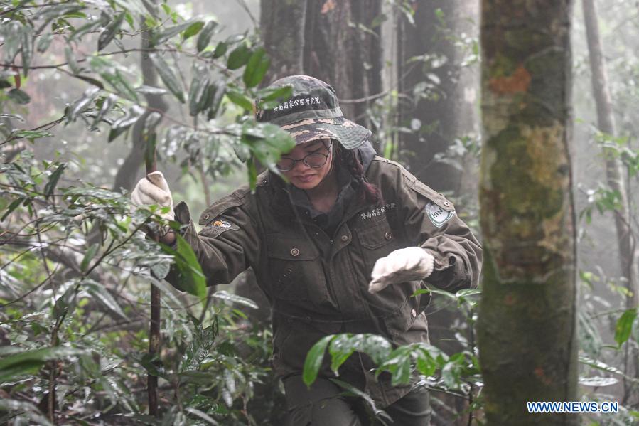 In pics gibbon survey in Hainan Xinhua English.news.cn