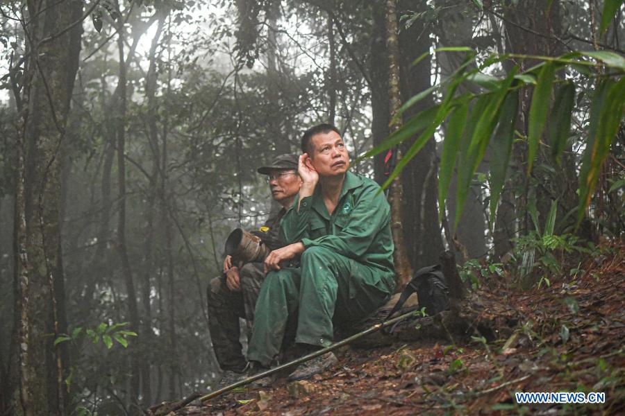 In pics gibbon survey in Hainan Xinhua English.news.cn