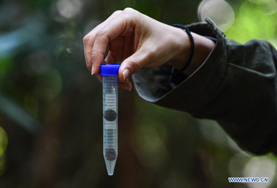 In pics gibbon survey in Hainan Xinhua English.news.cn