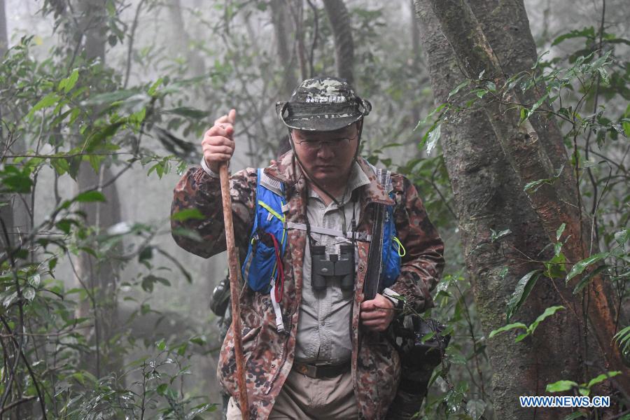 In pics gibbon survey in Hainan Xinhua English.news.cn
