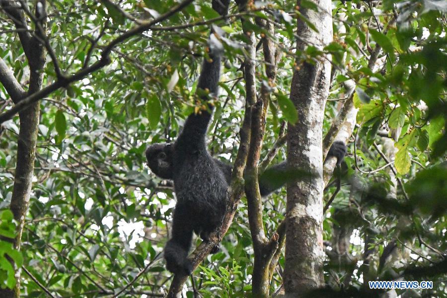 In pics gibbon survey in Hainan Xinhua English.news.cn