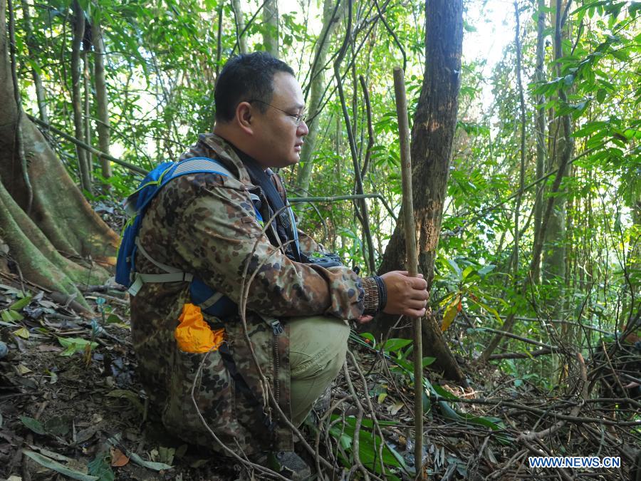 In pics gibbon survey in Hainan Xinhua English.news.cn