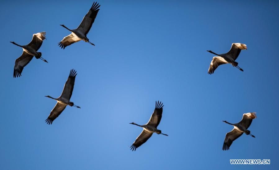 Migratory birds seen in National Nature Reserve of Black-necked Cranes in  Yunnan - Xinhua 