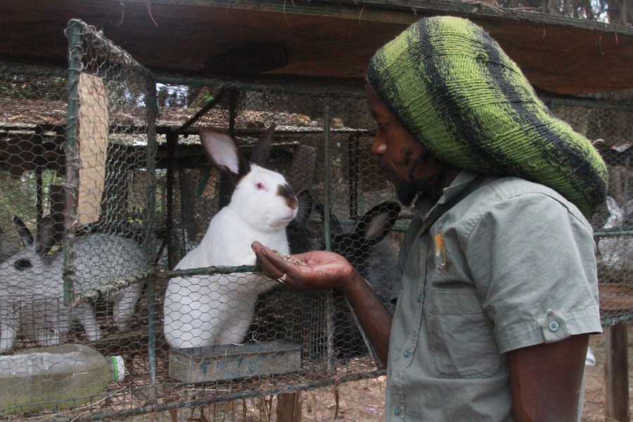 Feature Zimbabwean entrepreneur reaping from breeding rabbits Xinhua