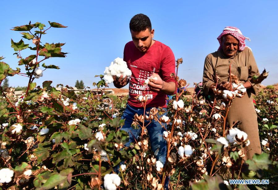 Feature Despite obstacles, cotton planting begins to recover in