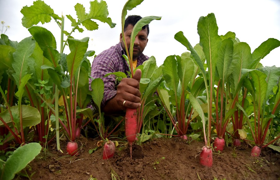 Asia Album Farmers harvest radishes in Indiancontrolled Kashmir
