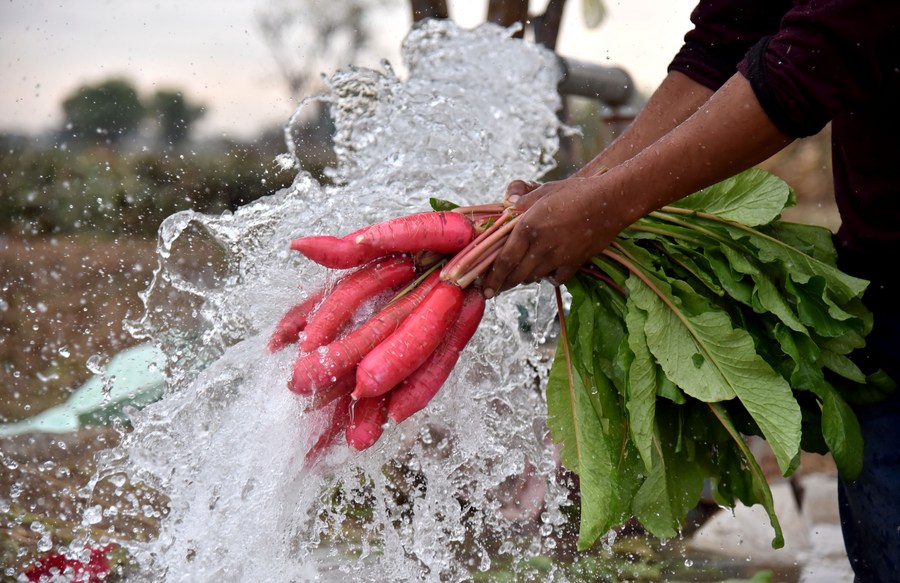 Asia Album Farmers harvest radishes in Indiancontrolled Kashmir