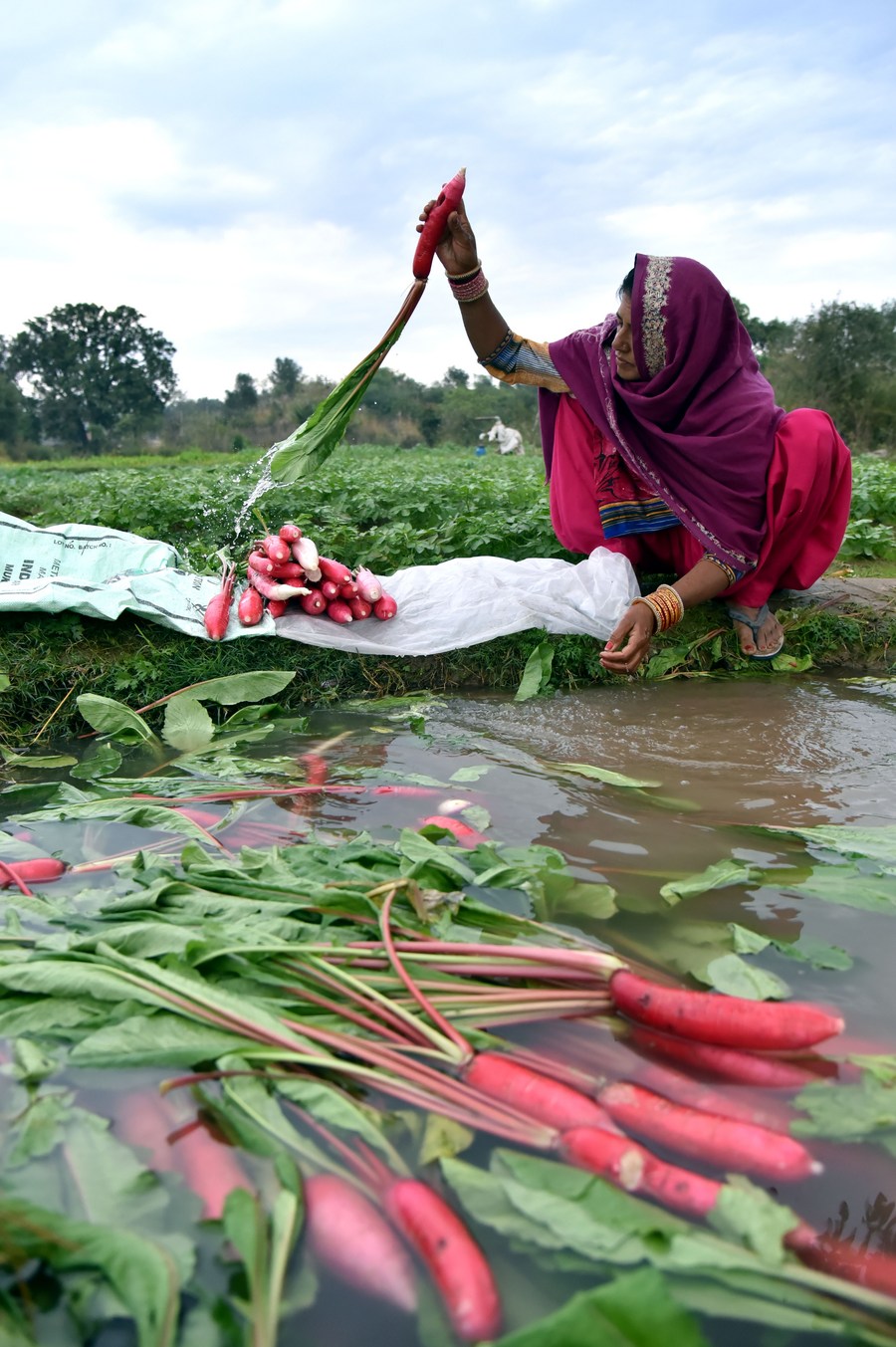 Asia Album Farmers harvest radishes in Indiancontrolled Kashmir