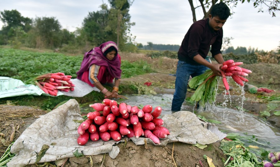 Asia Album Farmers harvest radishes in Indiancontrolled Kashmir