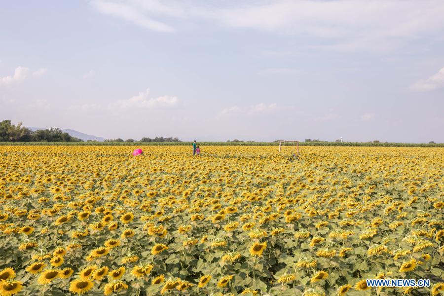 Biggest sunflower fields seen in Lopburi province, Thailand Xinhua English.news.cn