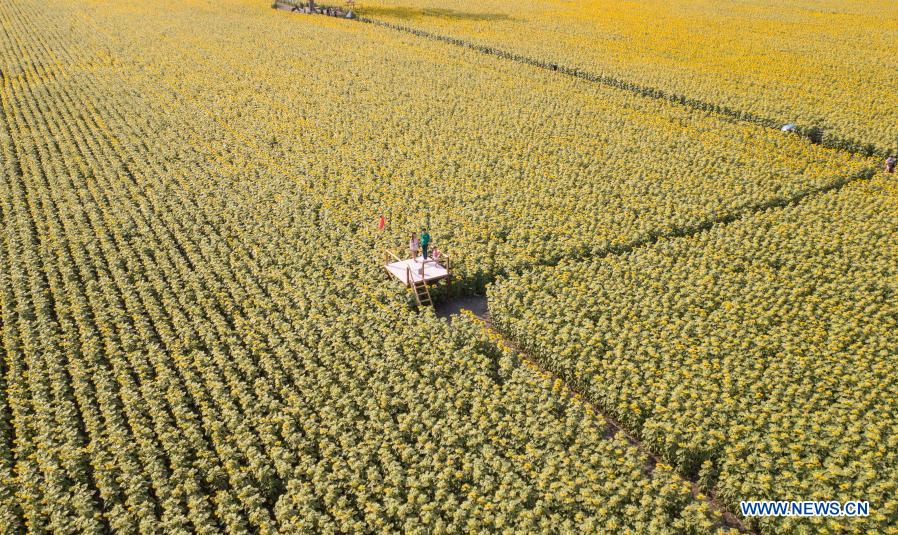 Biggest sunflower fields seen in Lopburi province, Thailand Xinhua English.news.cn