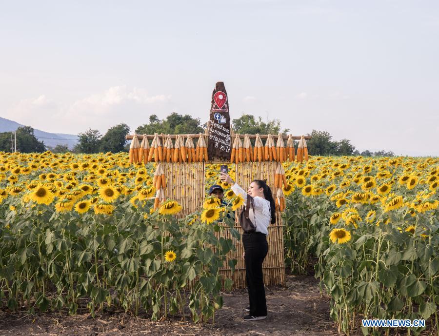 Biggest sunflower fields seen in Lopburi province, Thailand Xinhua English.news.cn