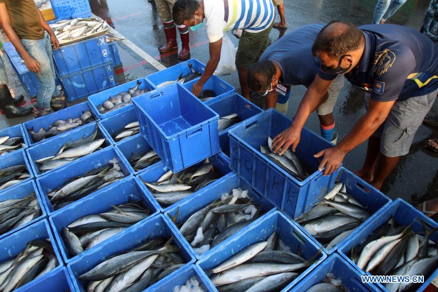 Peliyagoda fish market reopens in Colombo, Sri Lanka Xinhua English