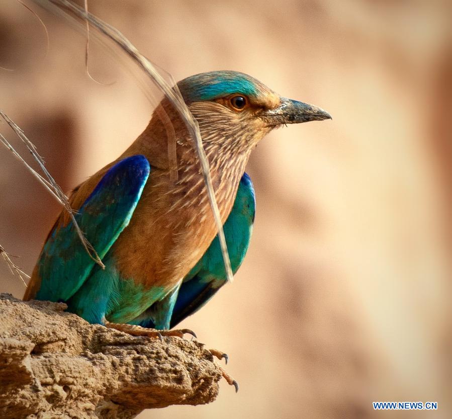 In pics birds on branches at Margalla Hills national park in Islamabad