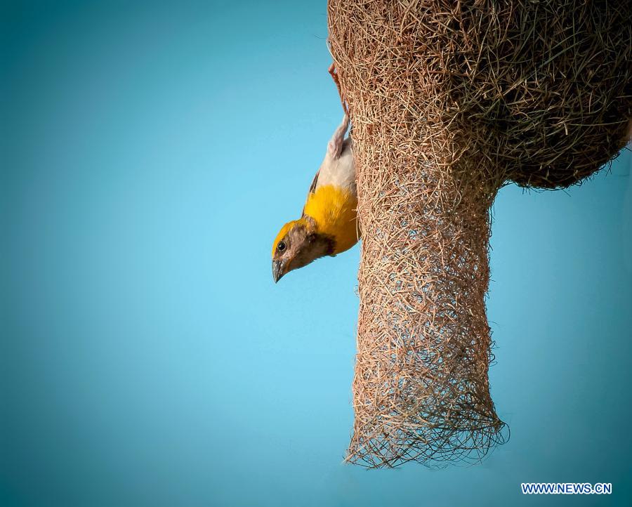 In pics birds on branches at Margalla Hills national park in Islamabad