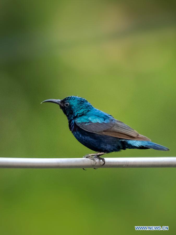 In pics birds on branches at Margalla Hills national park in Islamabad