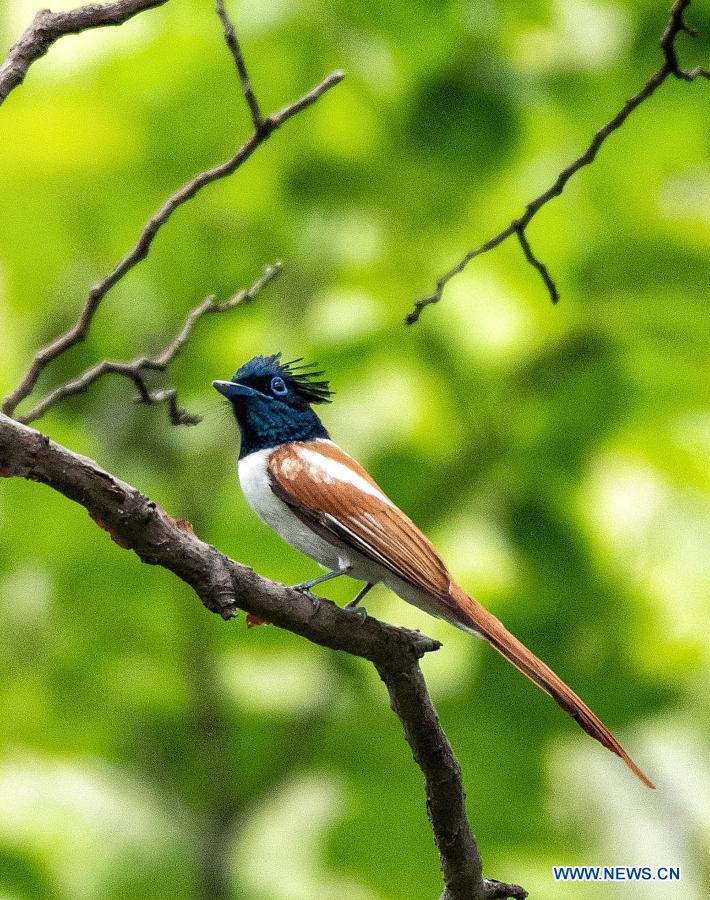 In pics birds on branches at Margalla Hills national park in Islamabad