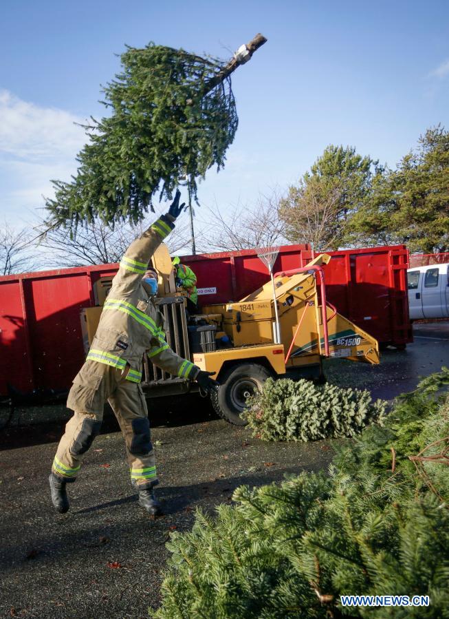 Firefighters volunteer to help residents recycle Christmas trees at annual tree chipping event