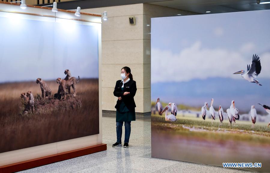 Wildlife photography exhibition kicks off at Jinlin Province Library -  Xinhua 