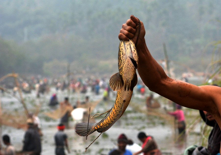 Asia Album Community fishing at Goroimari Lake in northeast Indian
