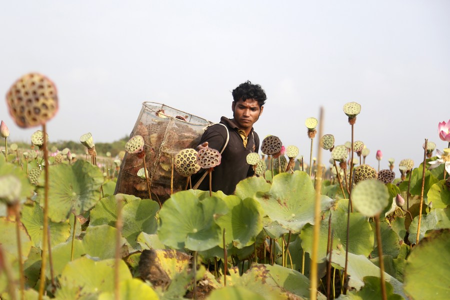 Asia Album Cambodian farmers harvest ripe lotus seeds Xinhua
