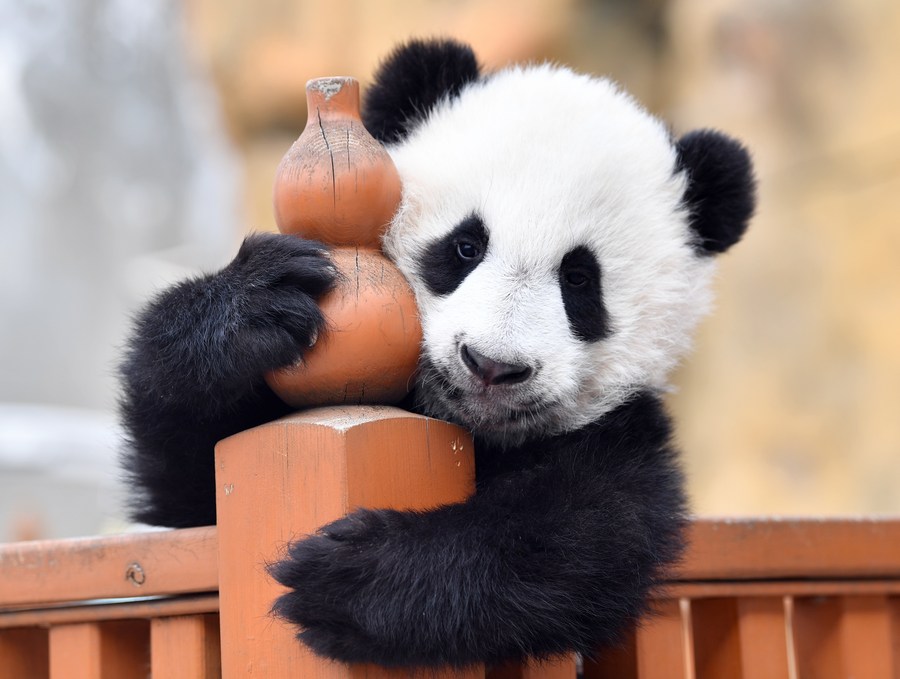 cute giant panda cubs