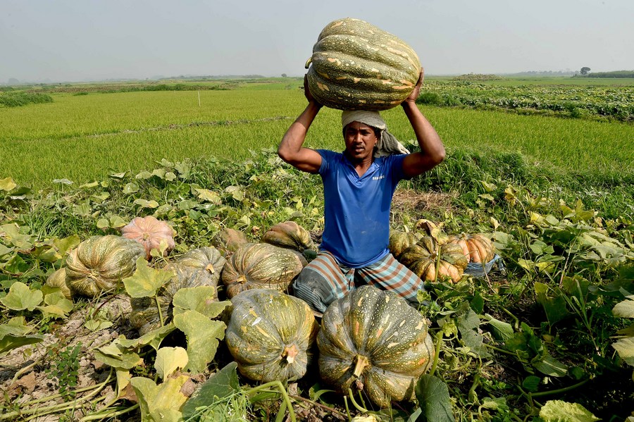 Asia Album To Cinderella, you might need a huge pumpkin from