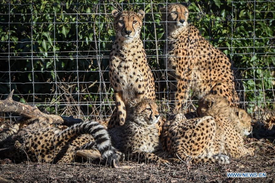 Animals seen at Schonbrunn Zoo in Vienna, Austria Xinhua English