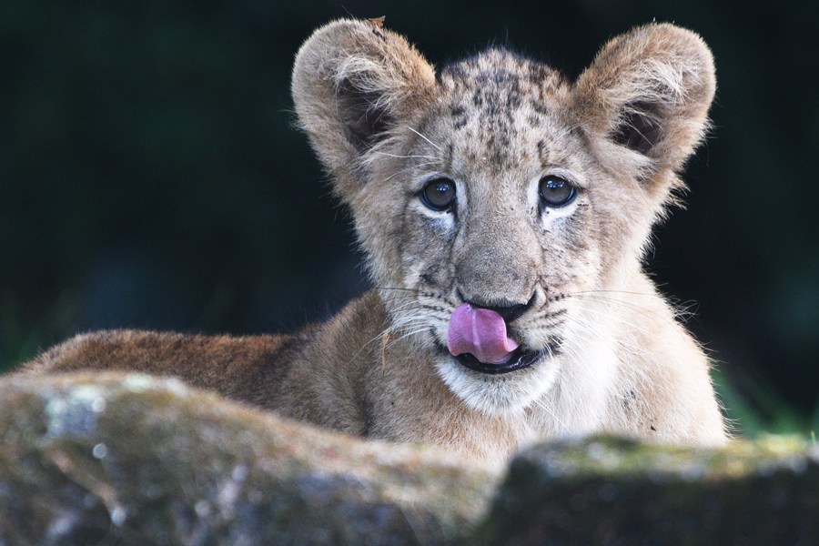 Asia Album Lion cub Simba debuts at Singapore Zoo Xinhua English