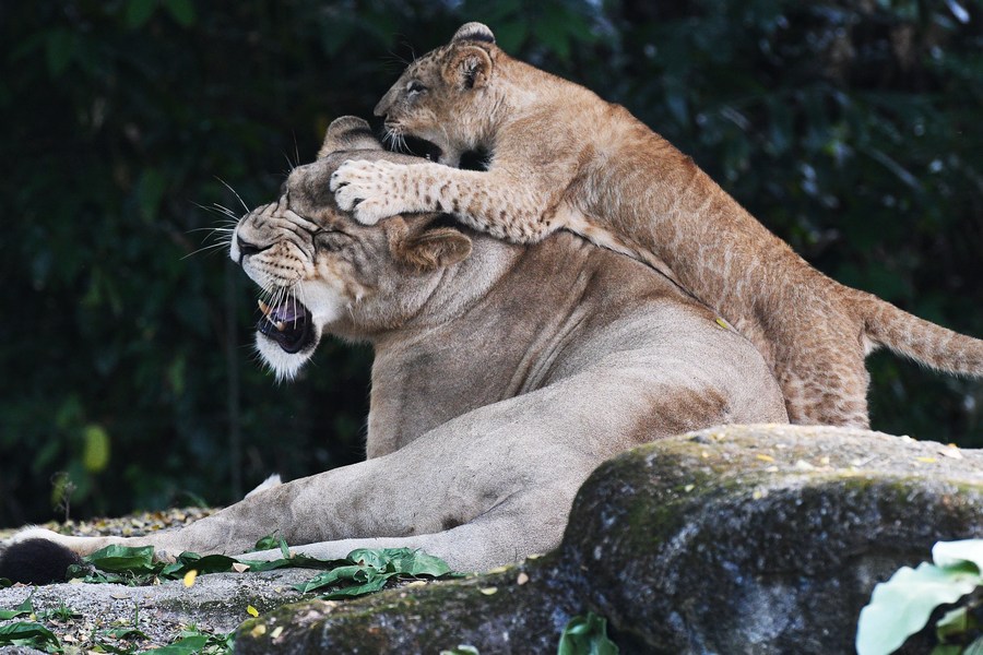 Asia Album Lion cub Simba debuts at Singapore Zoo Xinhua English