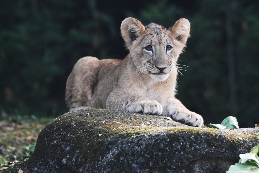 Asia Album Lion cub Simba debuts at Singapore Zoo Xinhua English