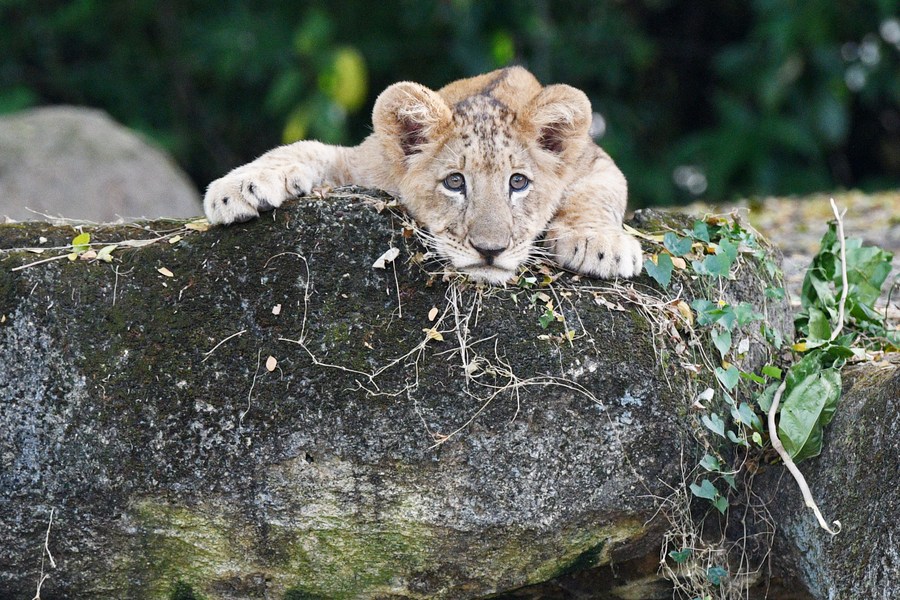 Asia Album Lion cub Simba debuts at Singapore Zoo Xinhua English